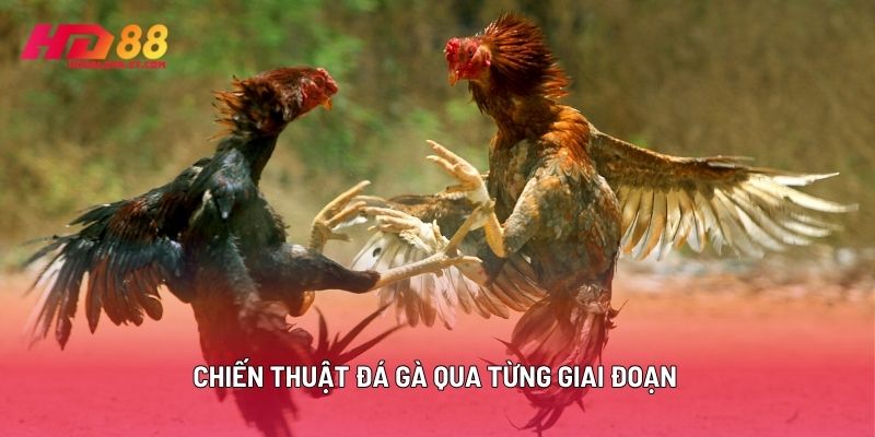 Chiến Thuật Đá Gà Qua Từng Giai Đoạn