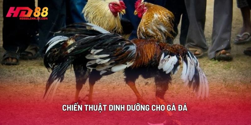 Chiến Thuật Dinh Dưỡng Cho Gà Đá