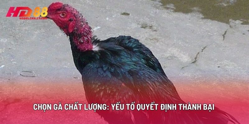 Chọn Gà Chất Lượng: Yếu Tố Quyết Định Thành Bại