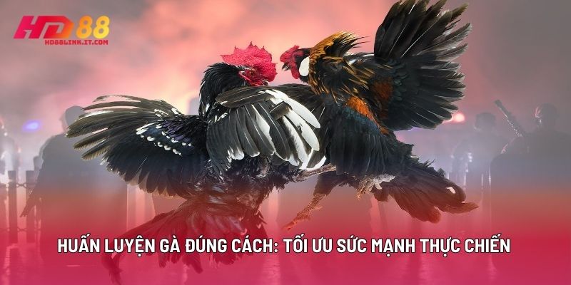 Huấn Luyện Gà Đúng Cách: Tối Ưu Sức Mạnh Thực Chiến